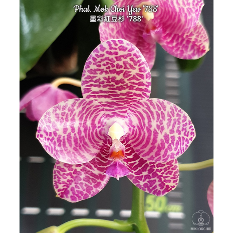 Onlayn porno katalog